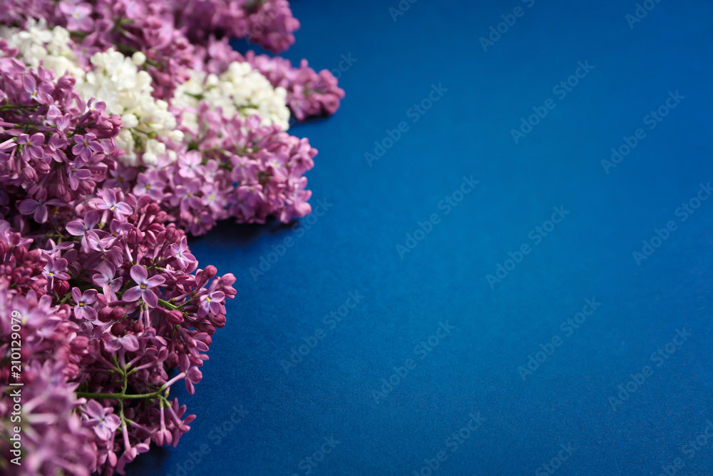 Beautiful blossoming lilac on color background