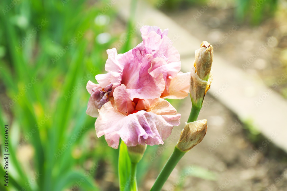 Beautiful blossoming iris on spring day outdoors