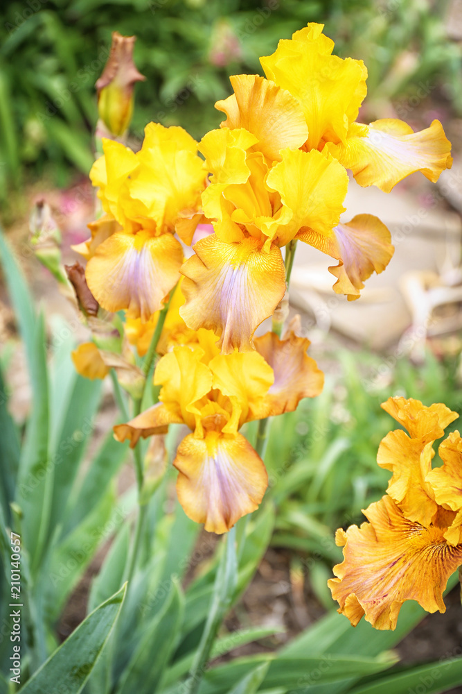 Beautiful blossoming irises on spring day outdoors