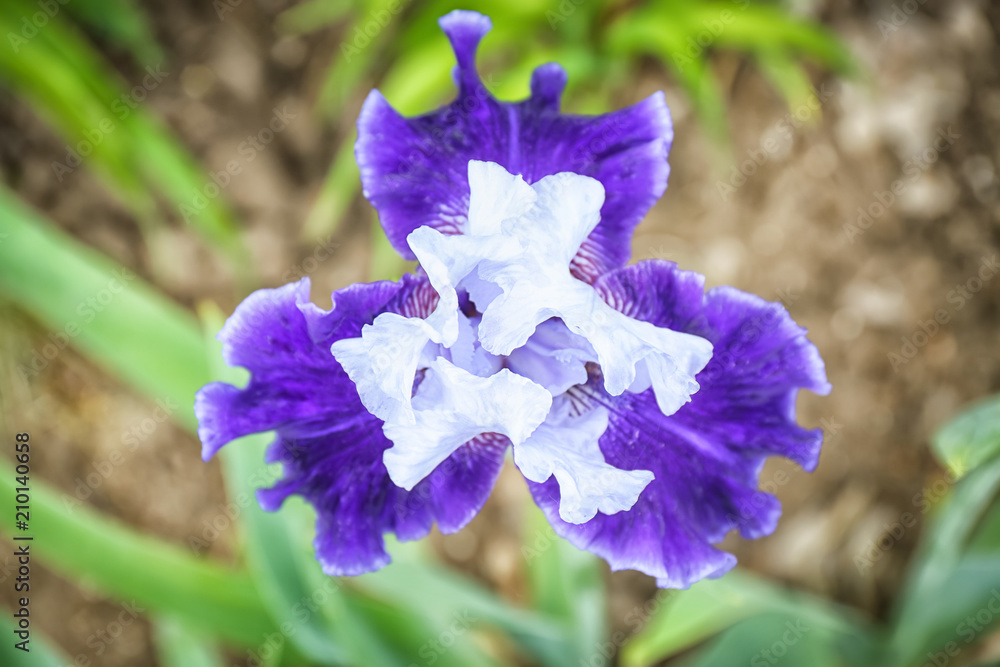 Beautiful blossoming iris on spring day outdoors