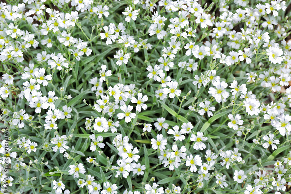 Beautiful blossoming flowers on spring day outdoors