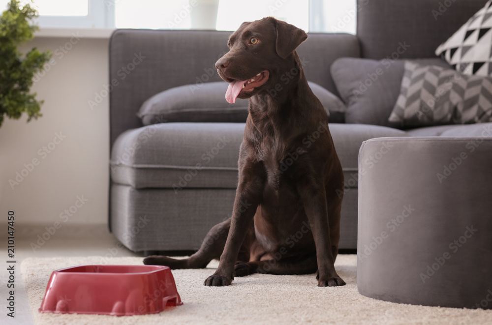 Cute funny dog near empty bowl at home