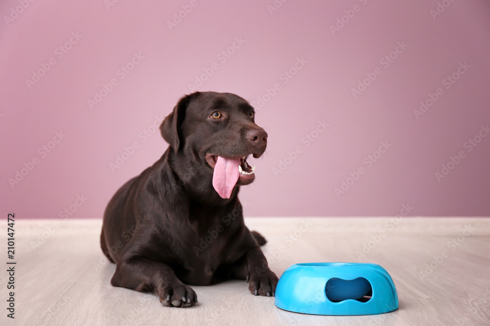 Cute funny dog near empty bowl against color wall