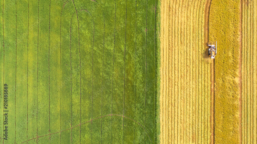 Combine harvester machine with rice farm.Aerial view and top view. Beautiful nature background.