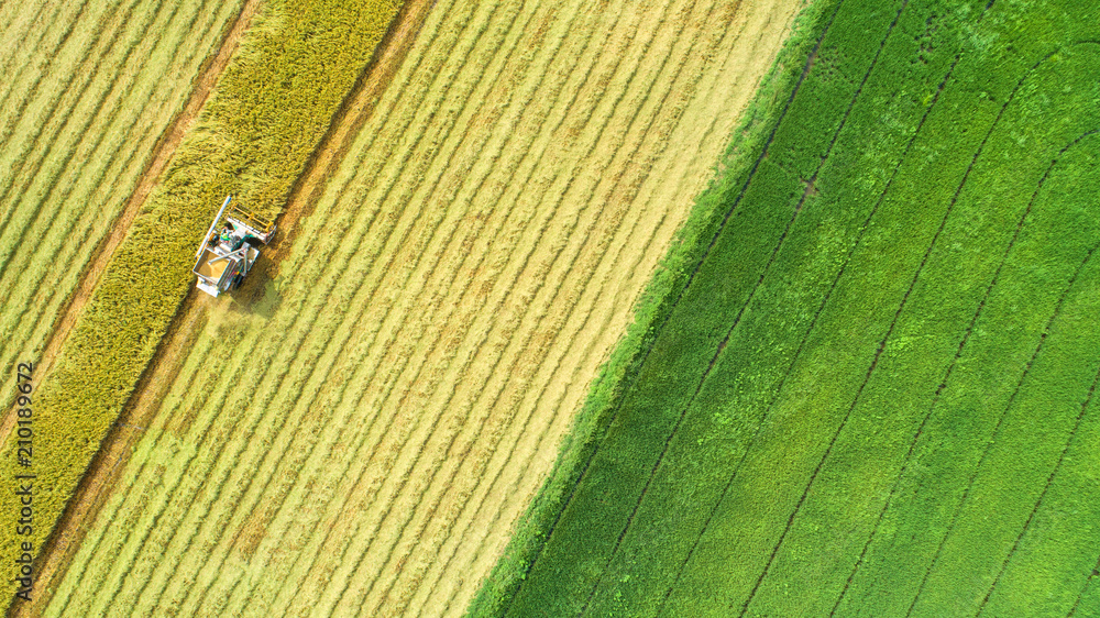 Combine harvester machine with rice farm.Aerial view and top view. Beautiful nature background.