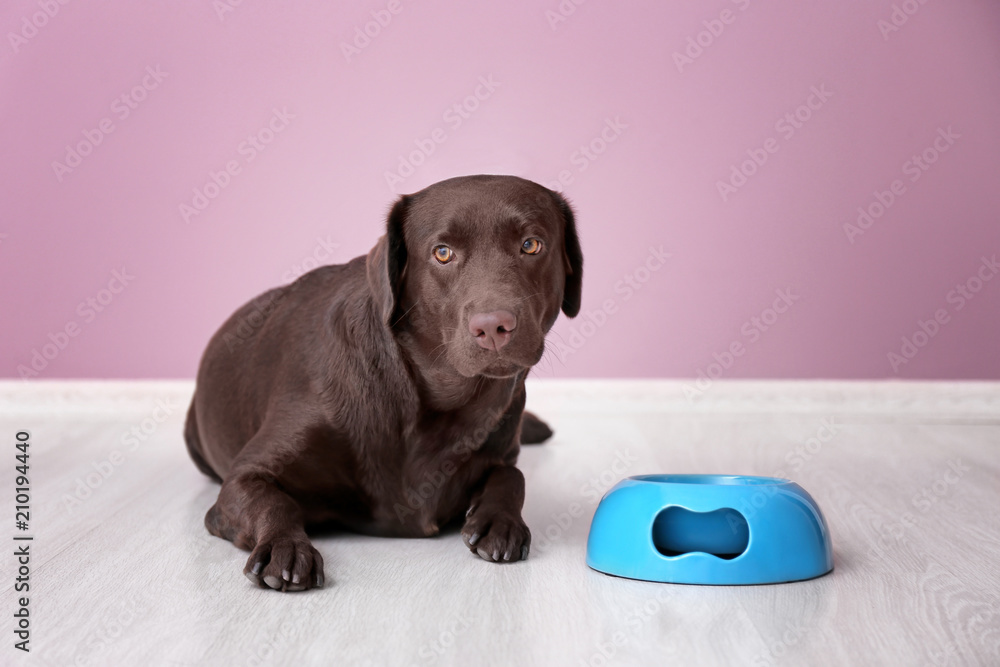 Cute funny dog near empty bowl against color wall