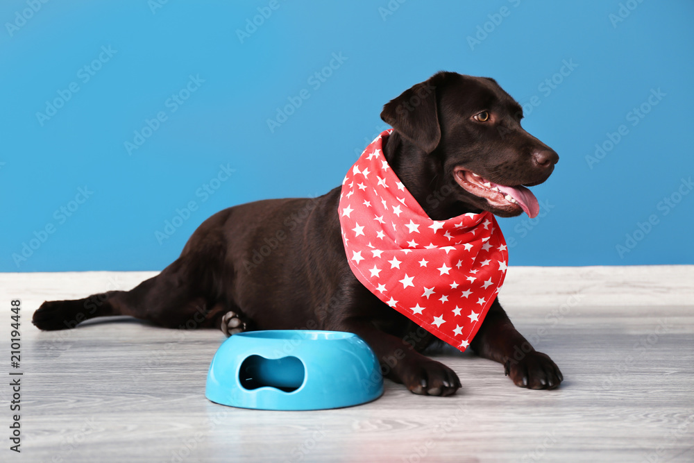 Cute funny dog near empty bowl against color wall