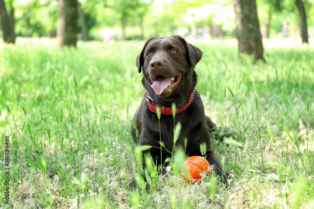 Cute funny dog with rubber ball in park