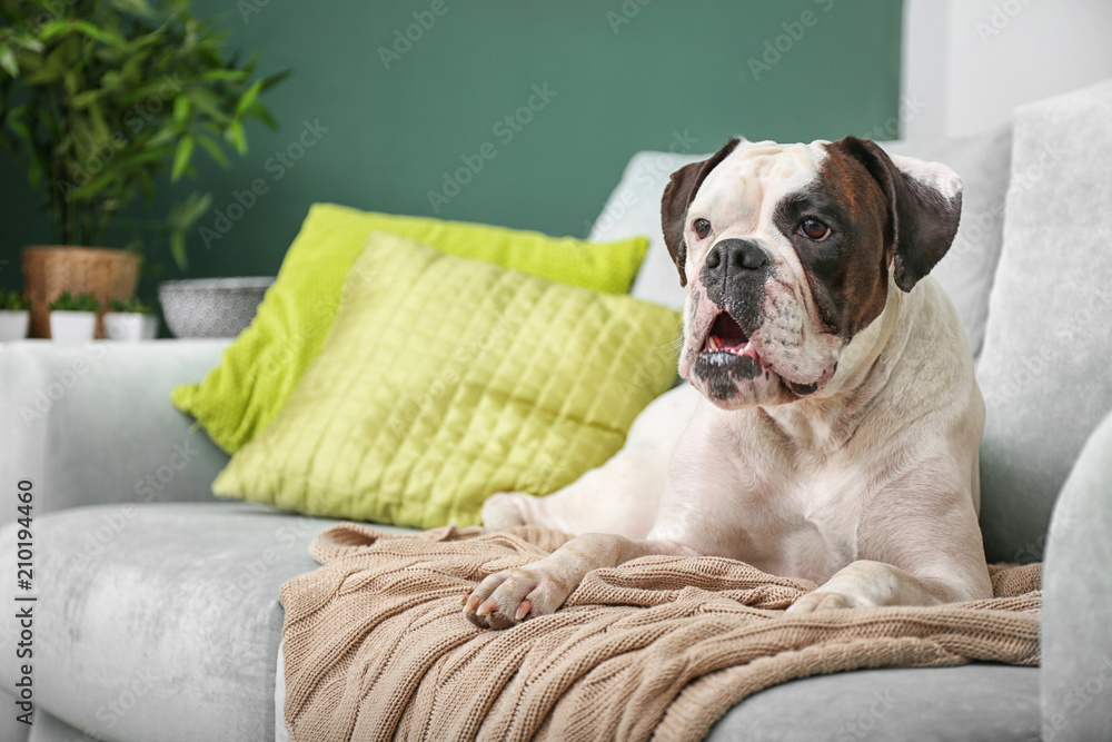 Cute funny dog on sofa at home