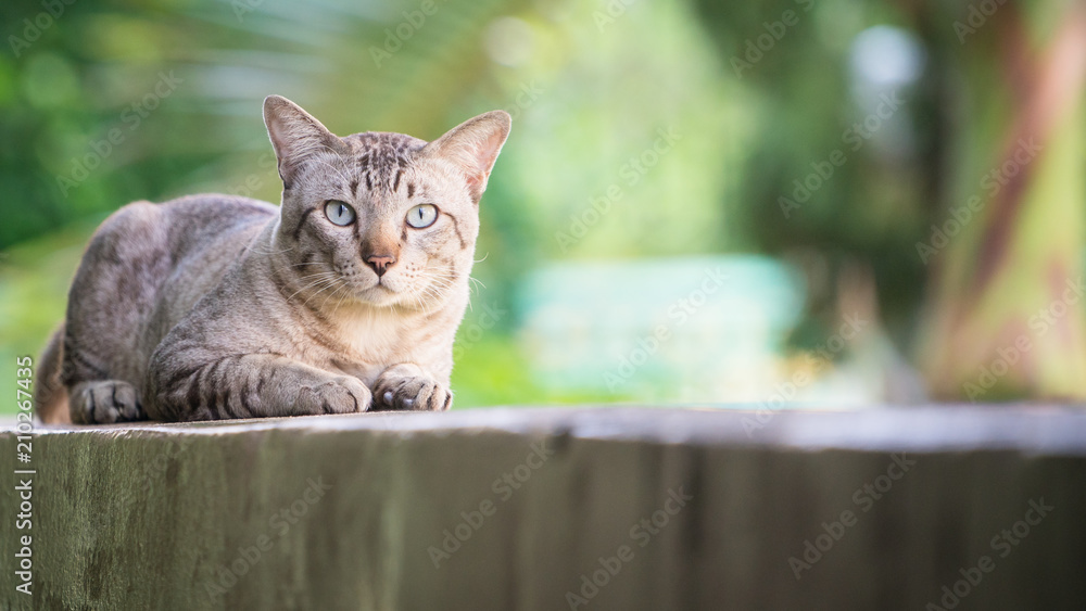 Cat on the house wall looking at camera