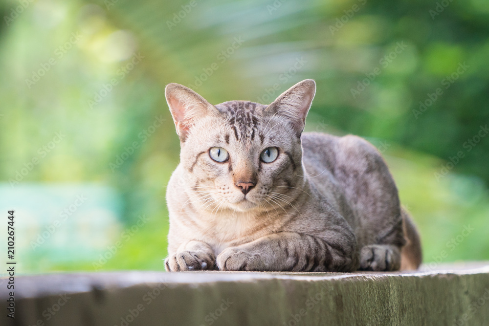 猫在墙上看着摄像机