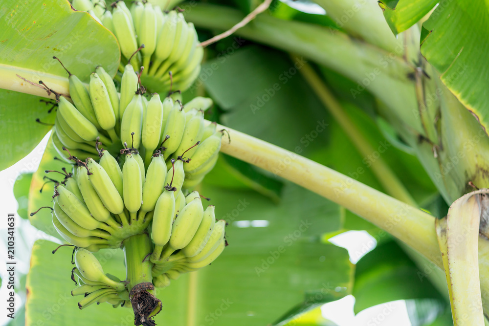 banana tree with bunch of green banana