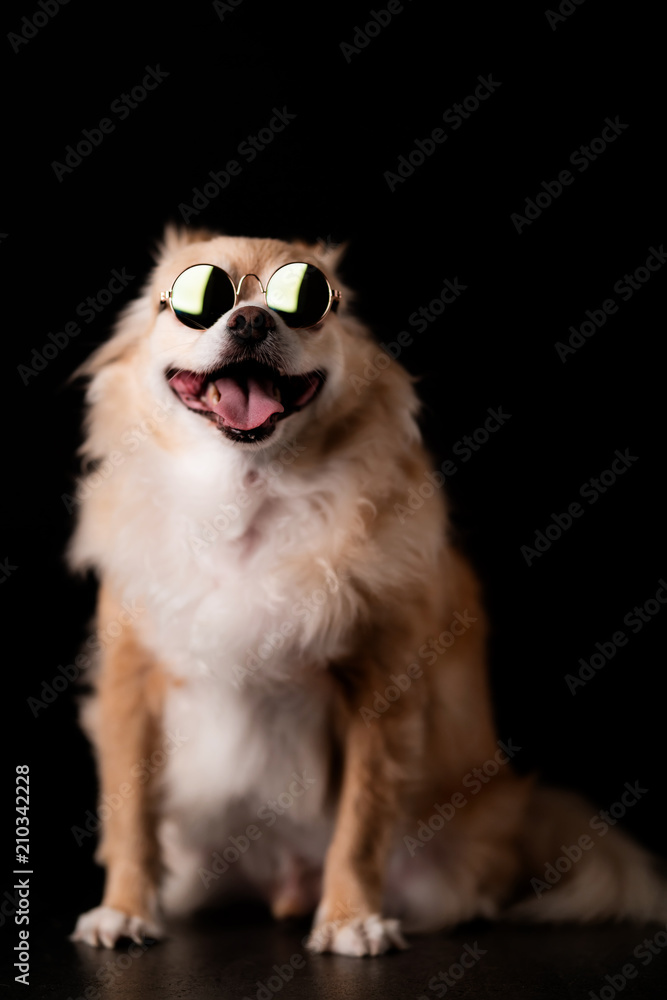 cute dog chihuahua with brown hair wear round sun glasses on black background