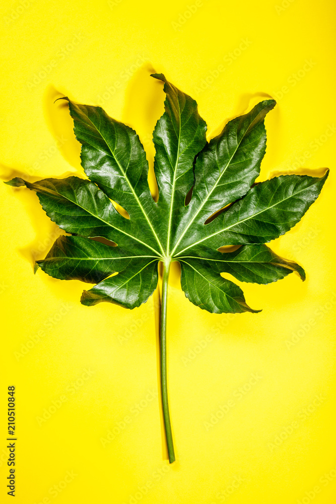 Tropical leaves on yellow background