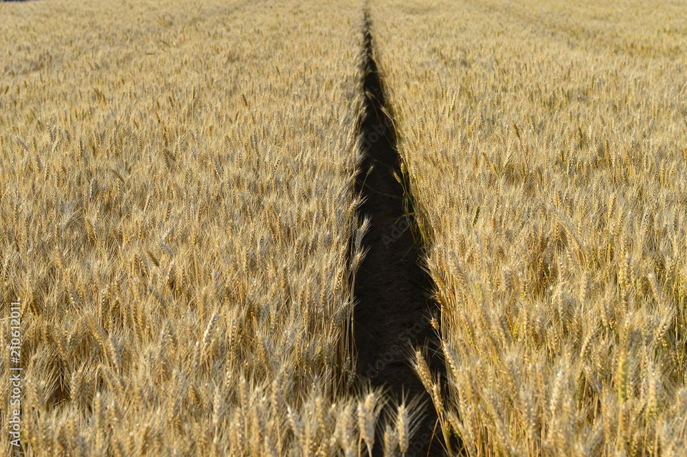 Wheat in the field