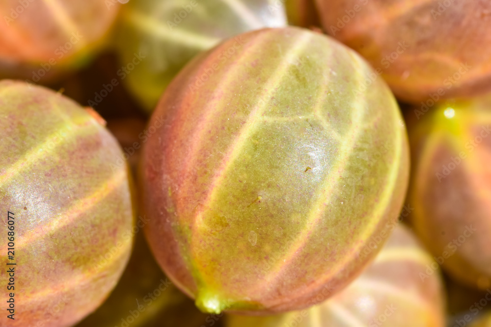 Ripe fresh green gooseberries in the garden. Growing organic berries close up of gooseberry.