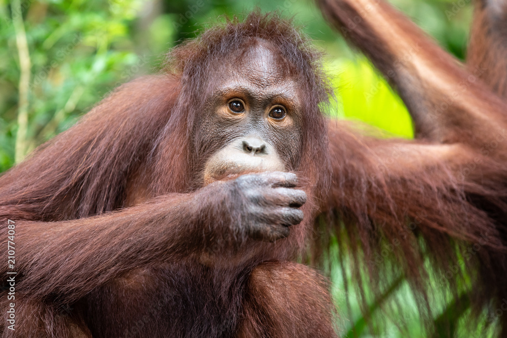 Portrait of a hairy orangutan eating a piece of fruit in the greenery of a rainforest. Singapore.