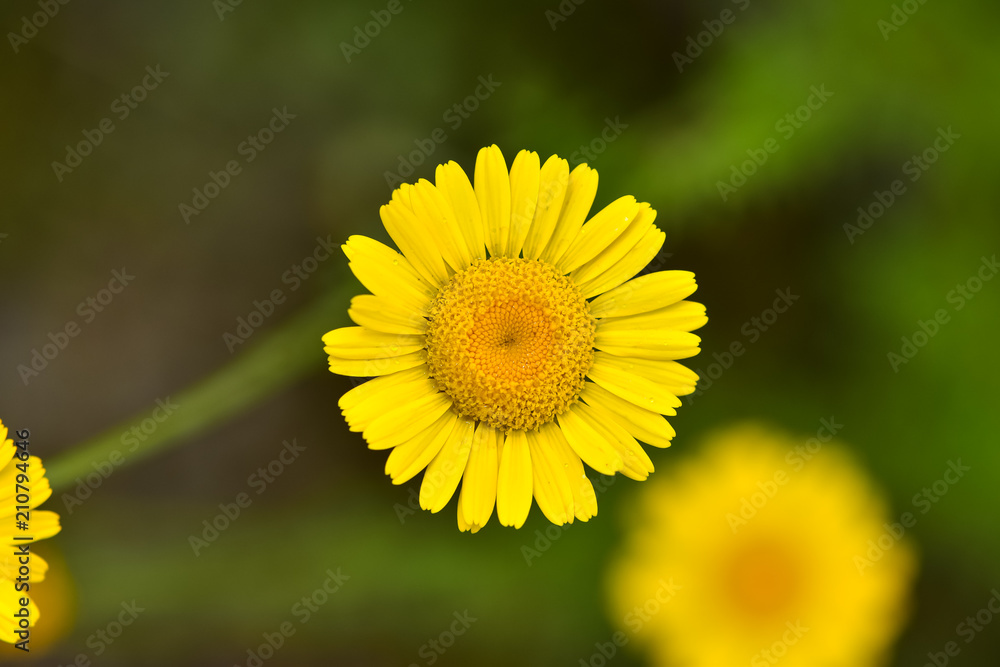 Beautiful little flower Coleostephus myconis in an meadow, known as the corn marigold, is an annual 