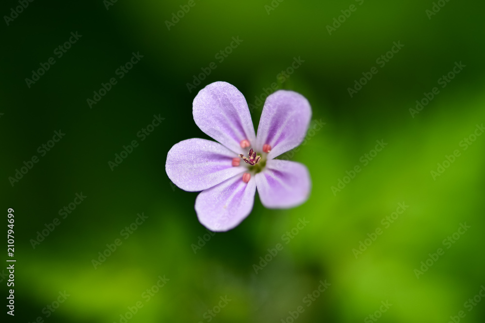 美丽的天竺葵小花，俗称Herb Robert、Red Robin、Fox geran