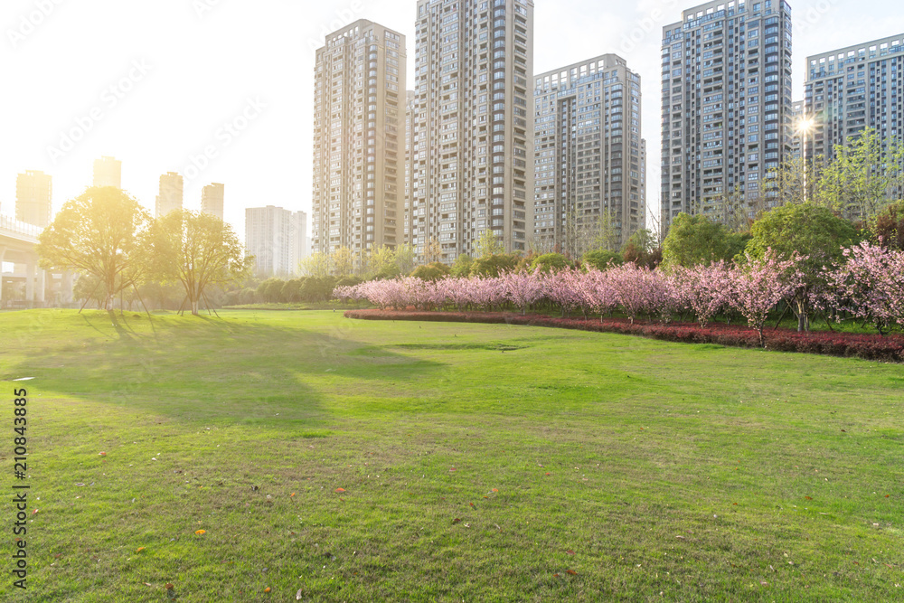 城市天际线的绿色草坪