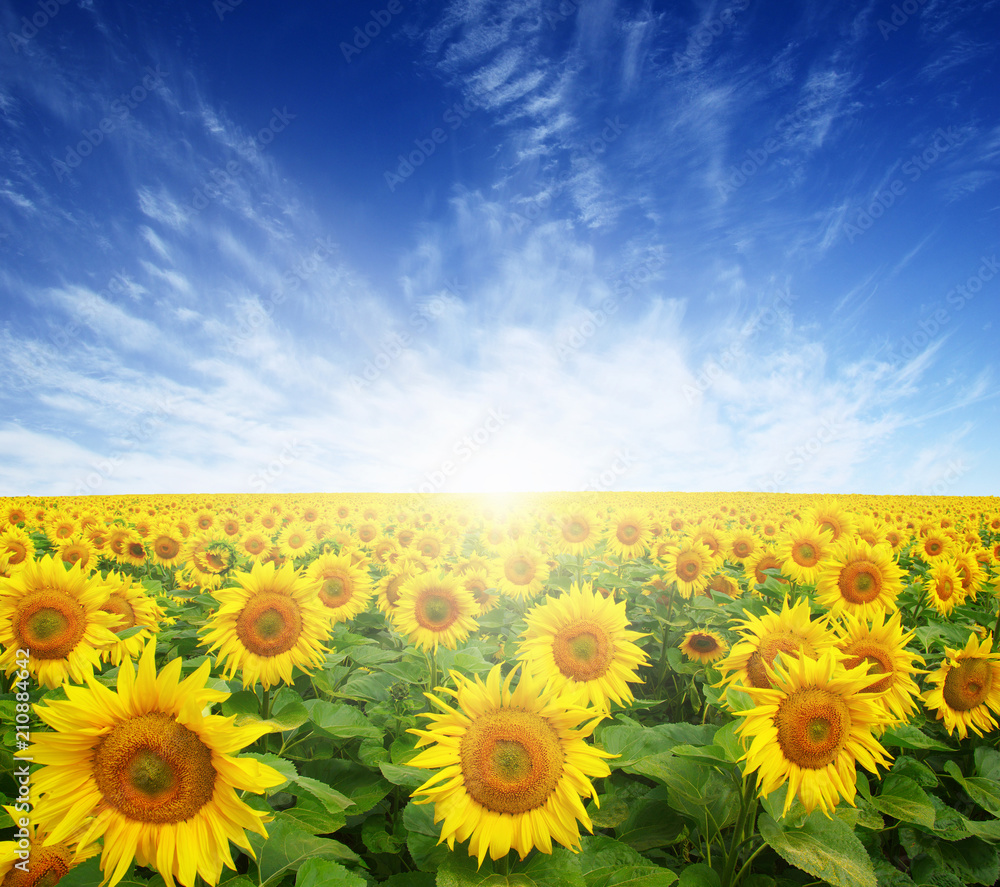 field of sunflowers