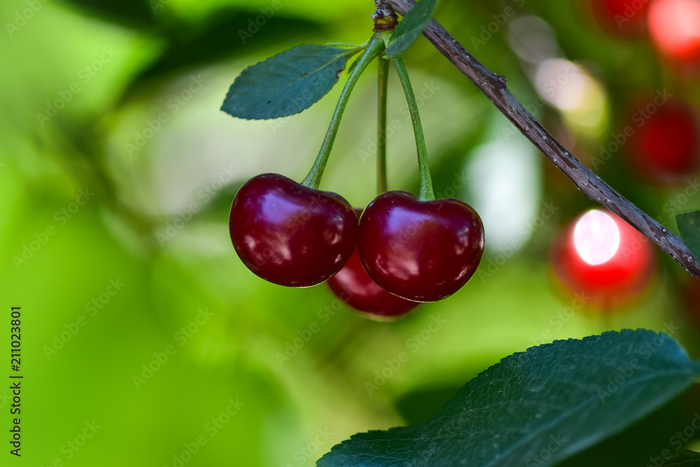 Ripe cherry on a branch in the garden