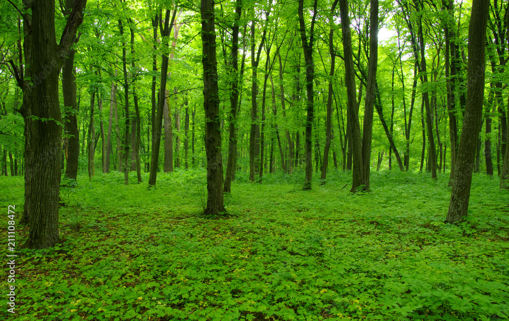 Forest trees in spring