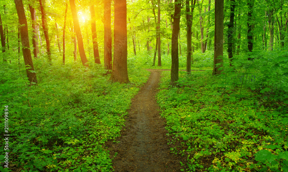 Forest  and sun rays