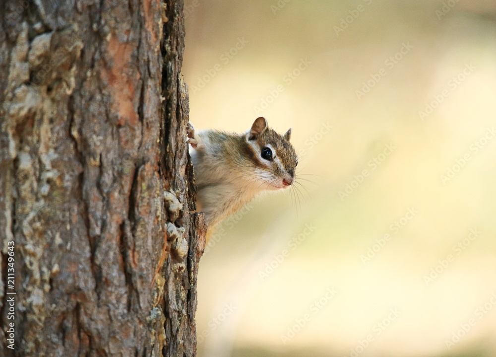 The chipmunk is sitting near the tree.