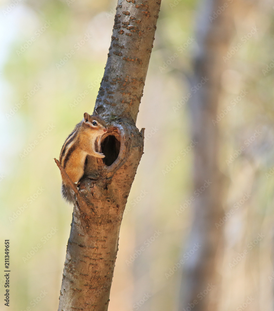 The chipmunk is sitting near the tree.