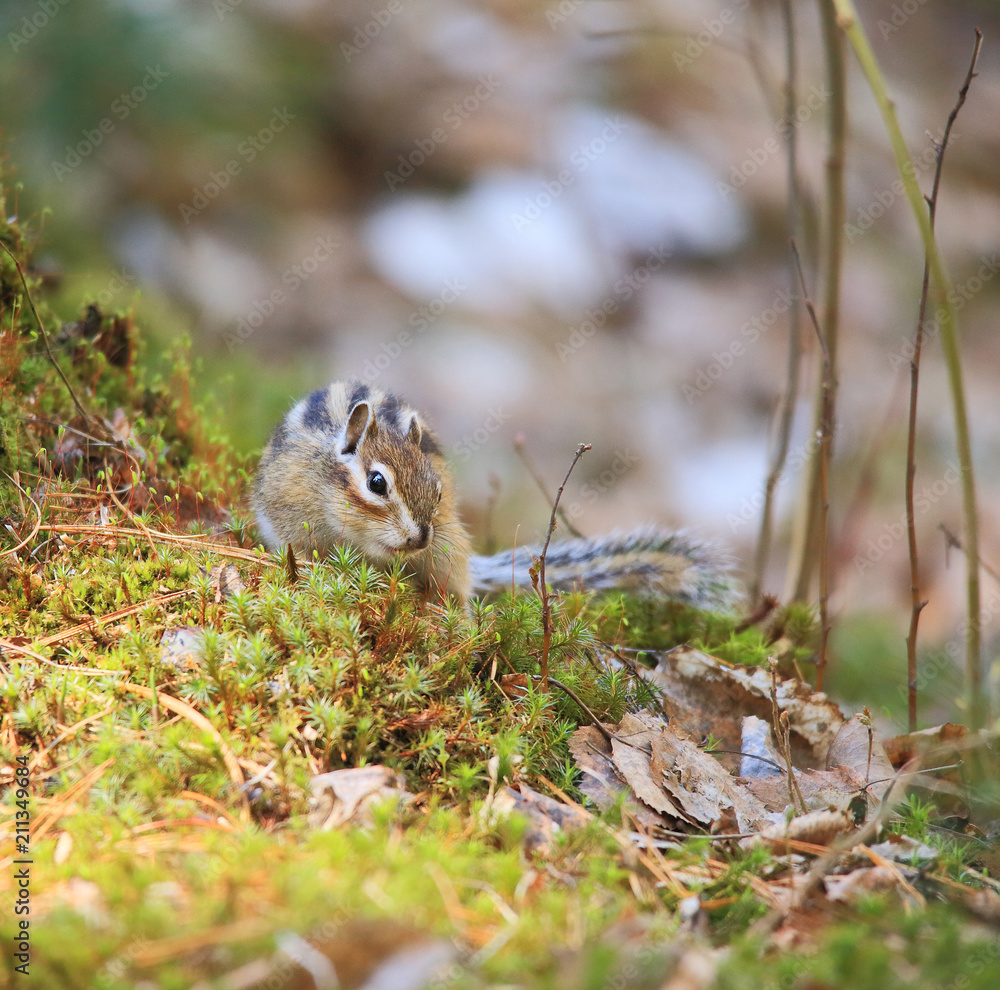 The chipmunk is sitting near the tree.