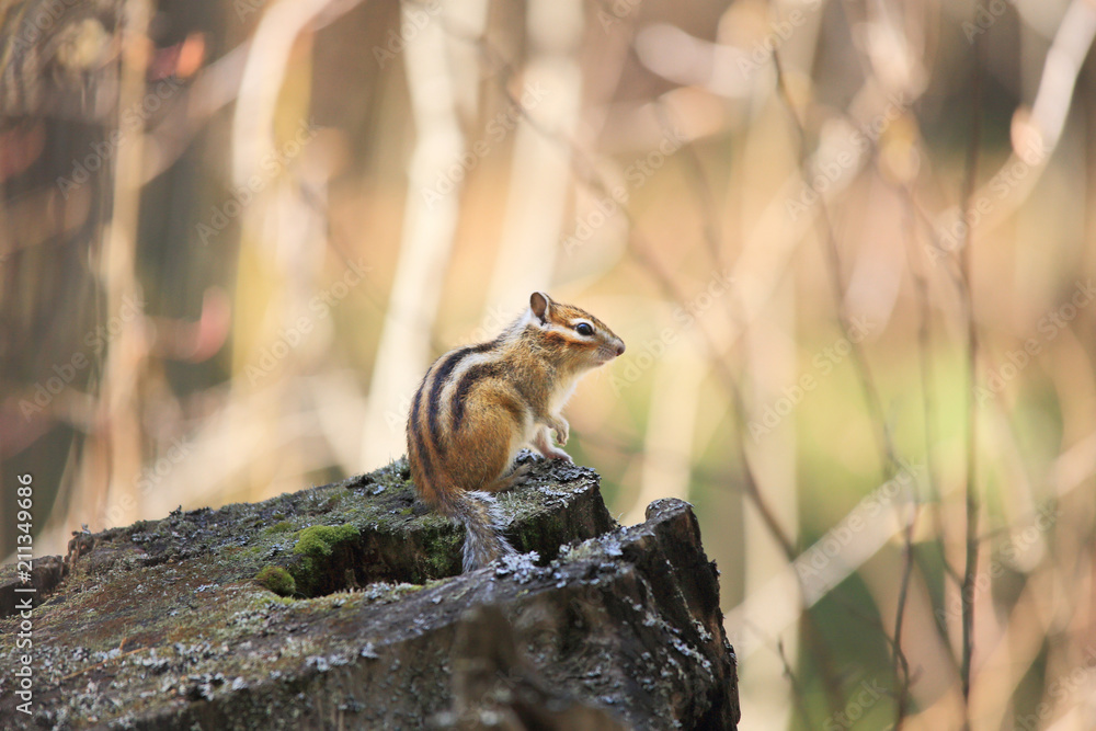 The chipmunk is sitting near the tree.