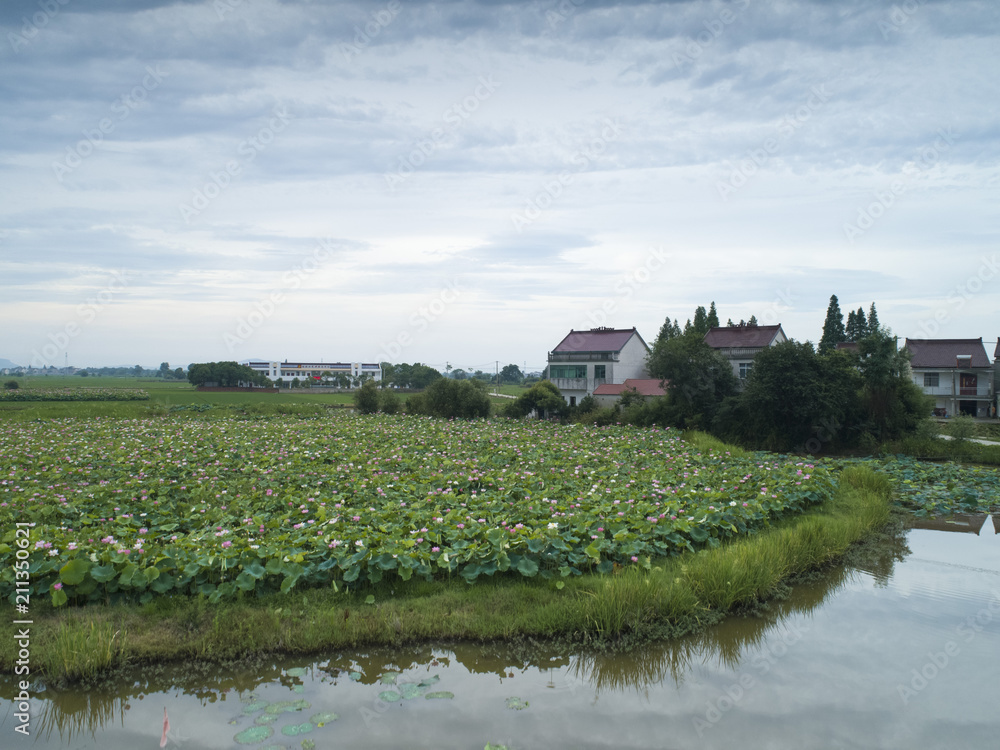 莲花