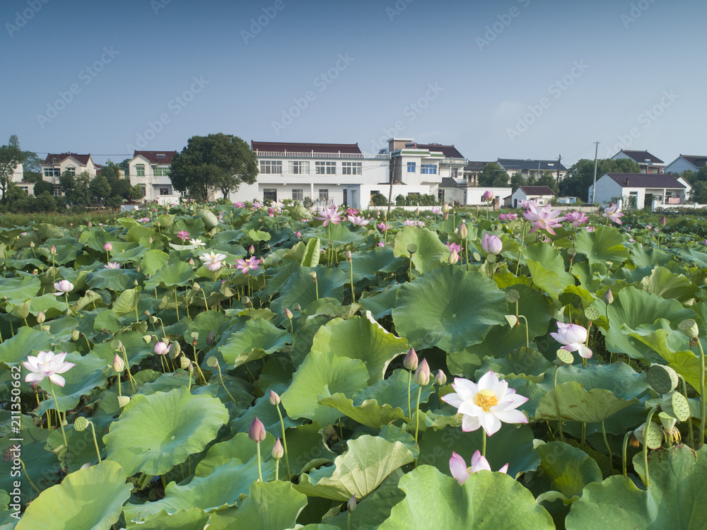 莲花