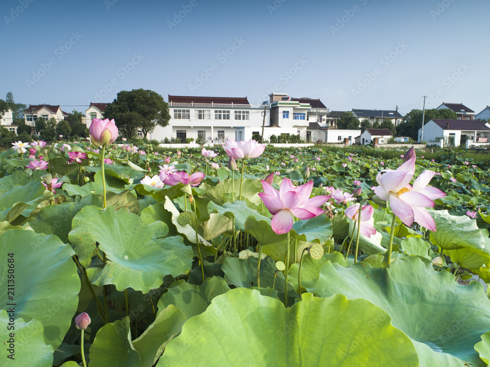 Flower lotus