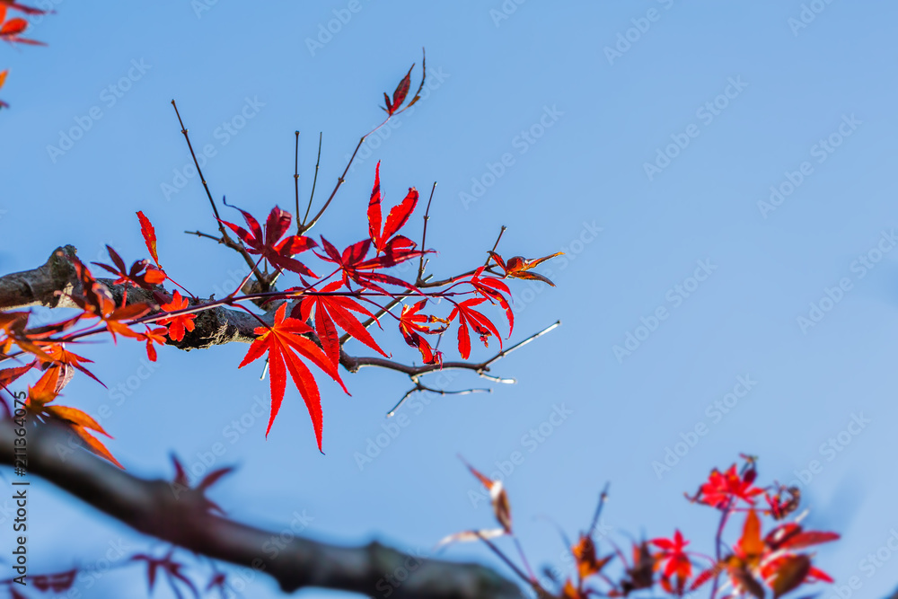 青空と紅葉