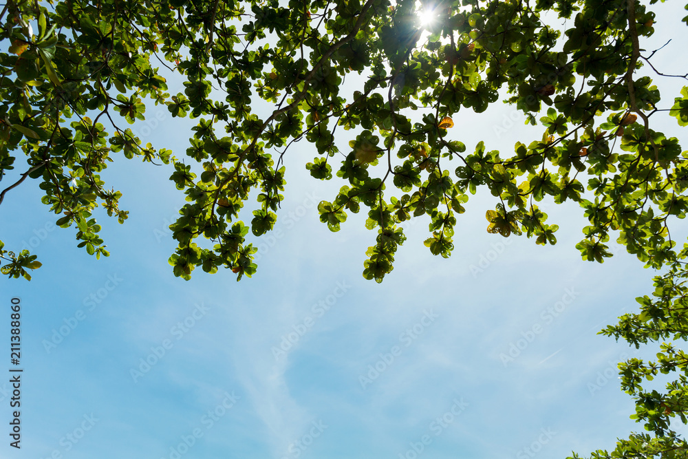 Green leaves frame on blue sky background.