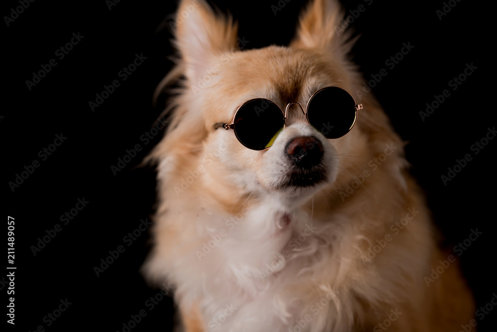 cute dog chihuahua with brown hair wear round sun glasses on black background