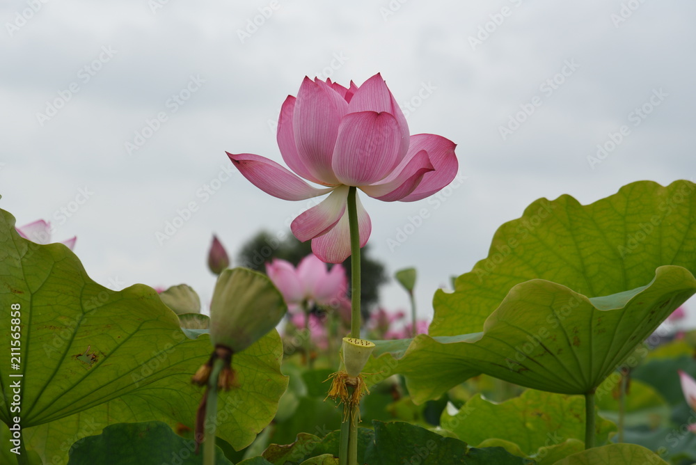 Lotus Flower