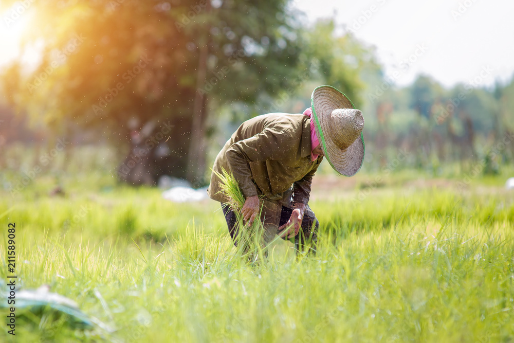 Asia farmers are planting rice in the rice paddy field