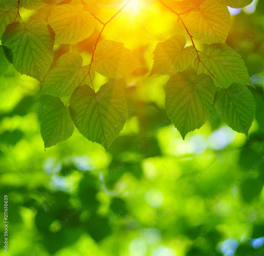 Green leaves and sun