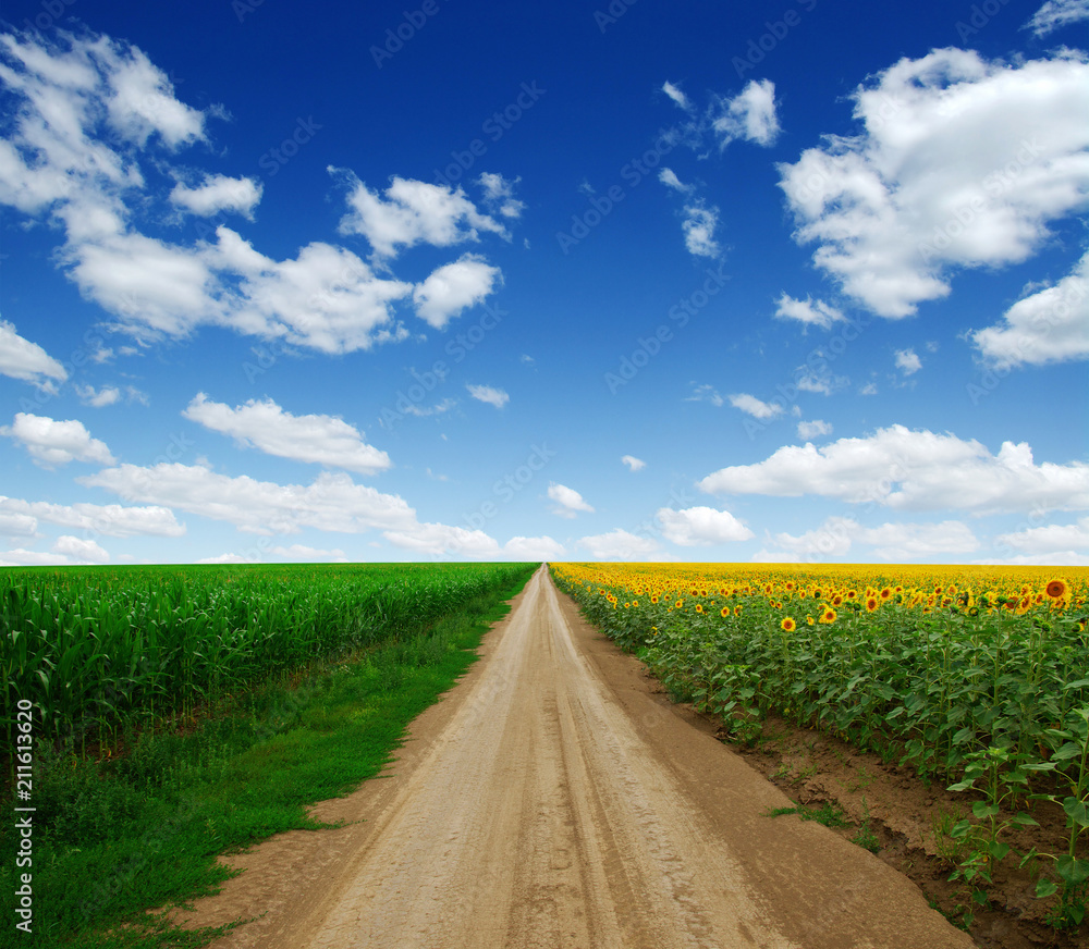 sunflowers field on sky