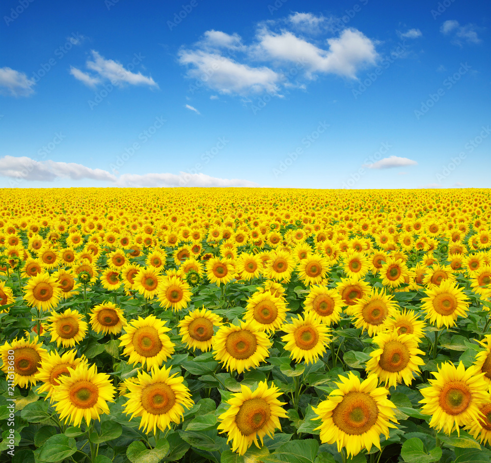 sunflowers field on sky