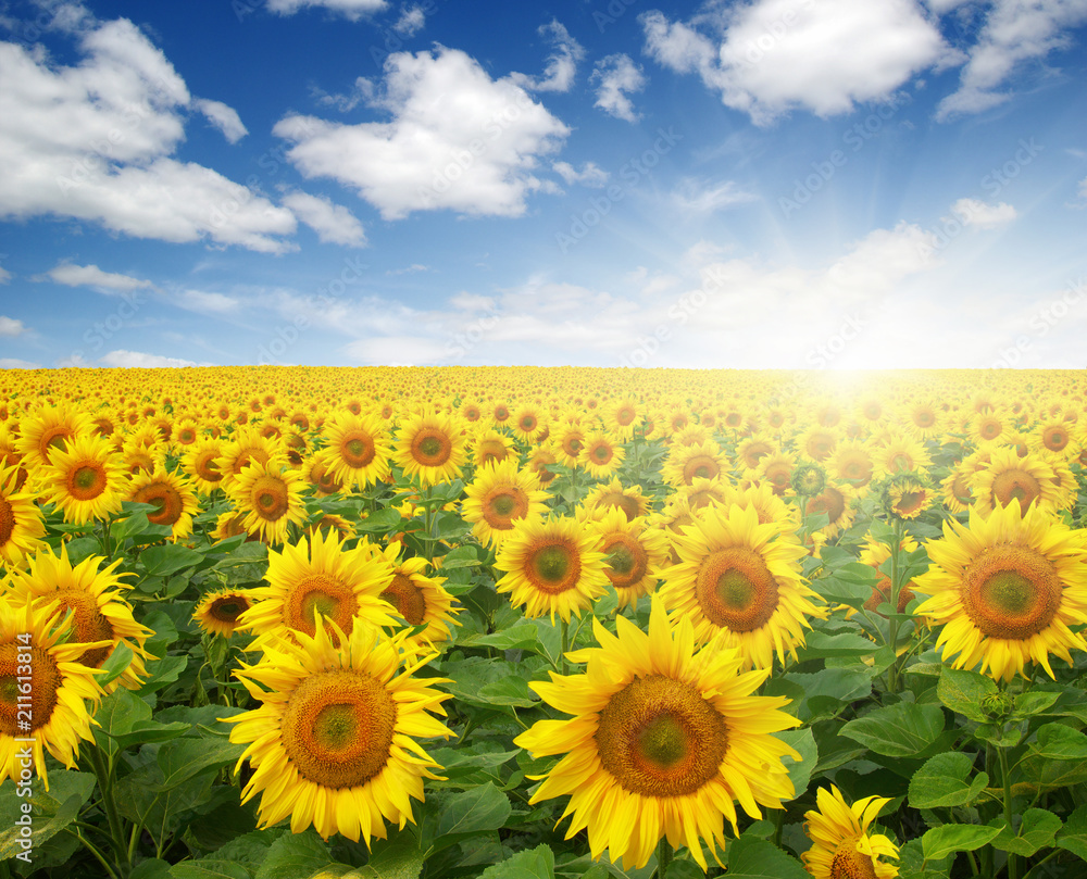 field of sunflowers