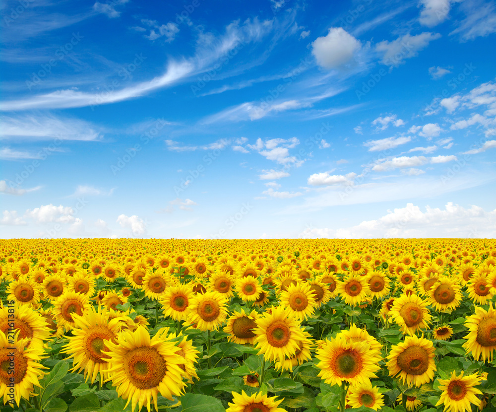 sunflowers field on sky