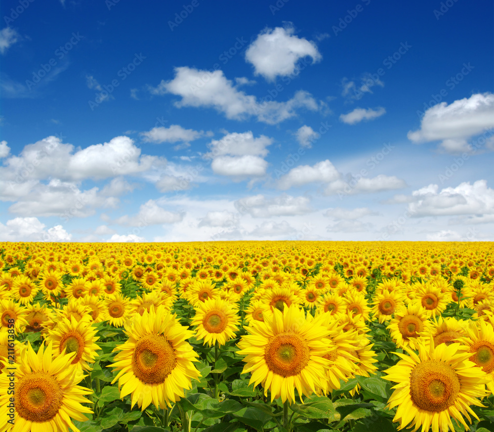 sunflowers field on sky