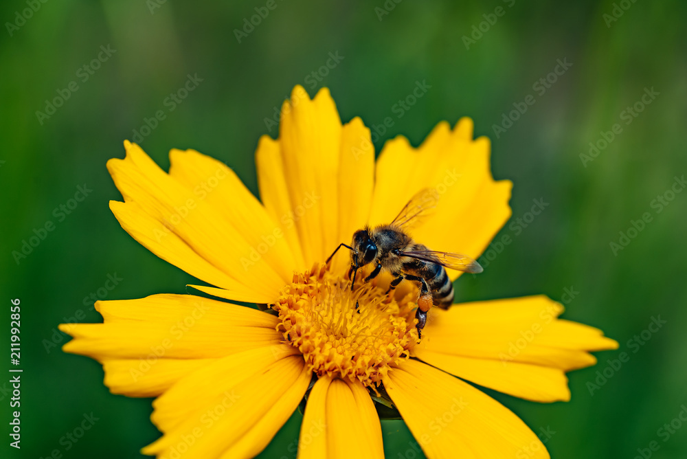 Coreopsis。黄色鲜艳的花朵。蜜蜂采集花蜜。