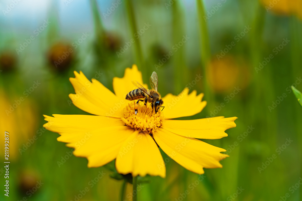 Coreopsis。蜜蜂在黄色花朵上采集花蜜，焦点柔和。