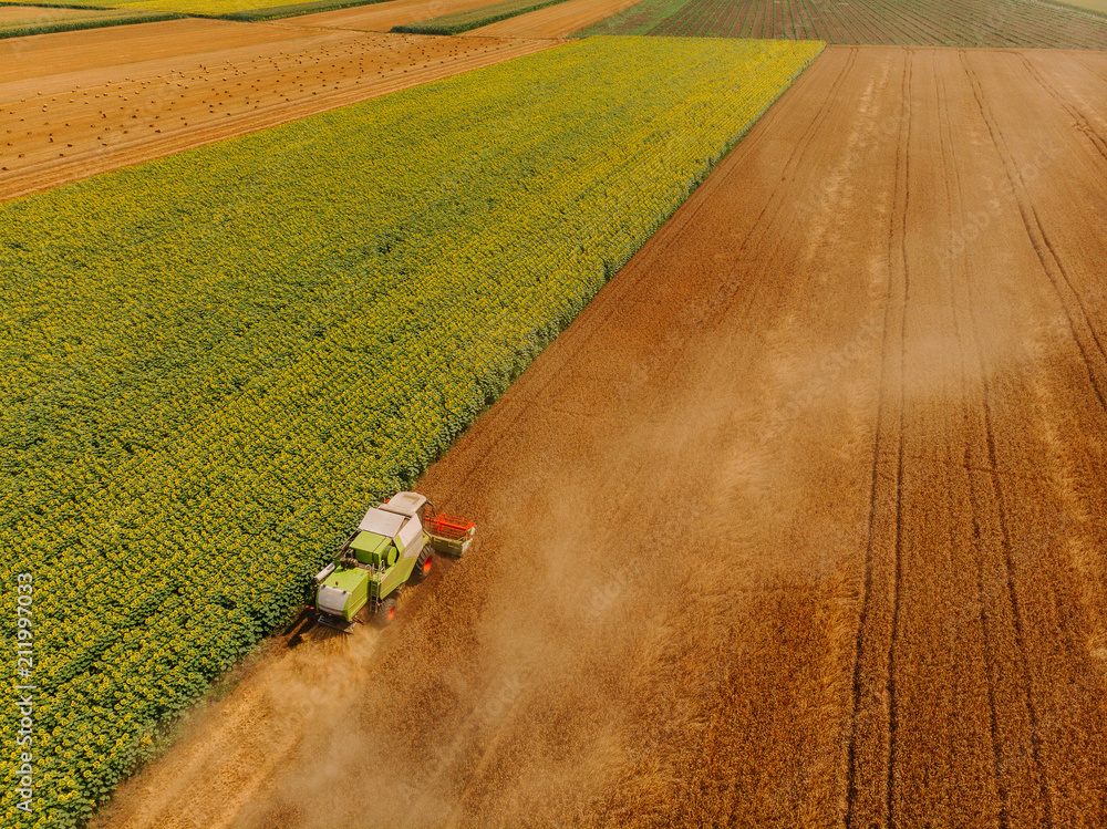 Combine harvester in action on wheat field. Harvesting is the process of gathering a ripe crop from 