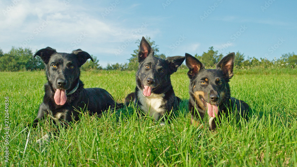 肖像：可爱的边境牧羊犬小狗顺从地躺在阳光明媚的草原上。